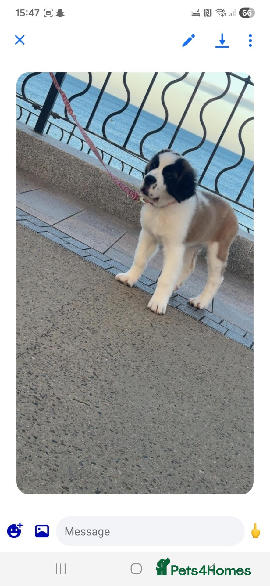 Saint Bernard dogs for sale: Beautiful saint Bernard litter *1 left see video - Advert 2