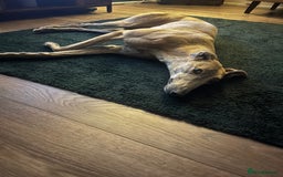 Greyhound dogs for sale: 4 year old female Greyhound  - Image 5