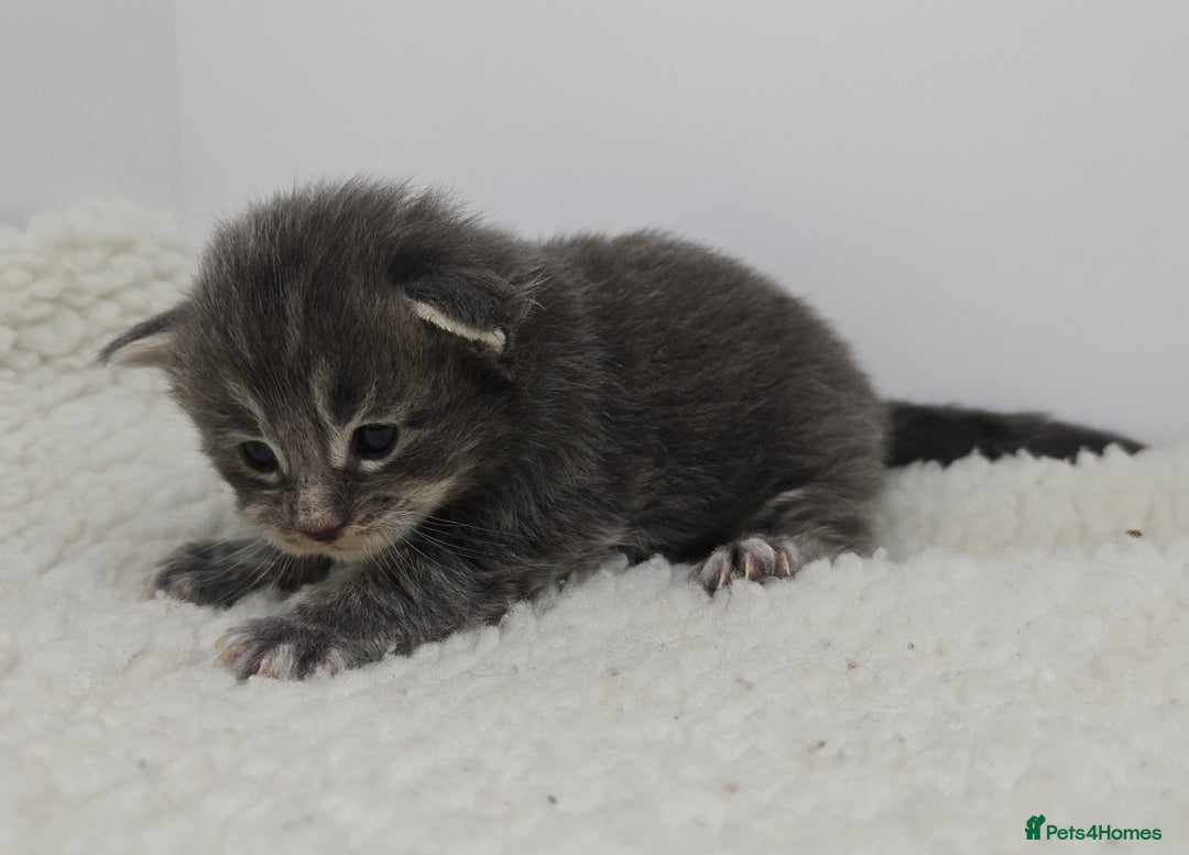 Maine Coon cats for sale: Maine Coon Kittens LARGE Blue/Black Tortie/Tabby - Advert 4