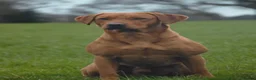 Labrador Retriever dogs for sale: Labrador puppies  in Oswestry - Advert 3