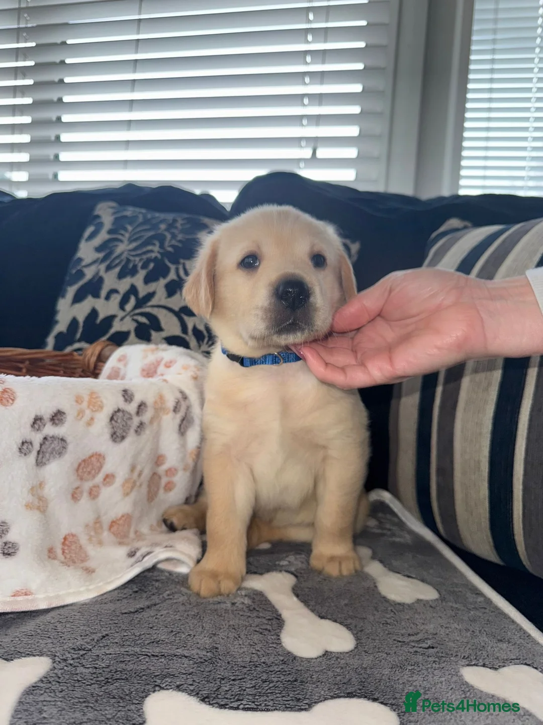 Goldador dogs for sale: Goldador Puppies – 7 Weeks Old 🐾 - Advert 9