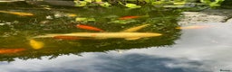 Koi Carp fish for sale: Koi Carp for Sale (rehoming due to baby and dog)  - Advert 33