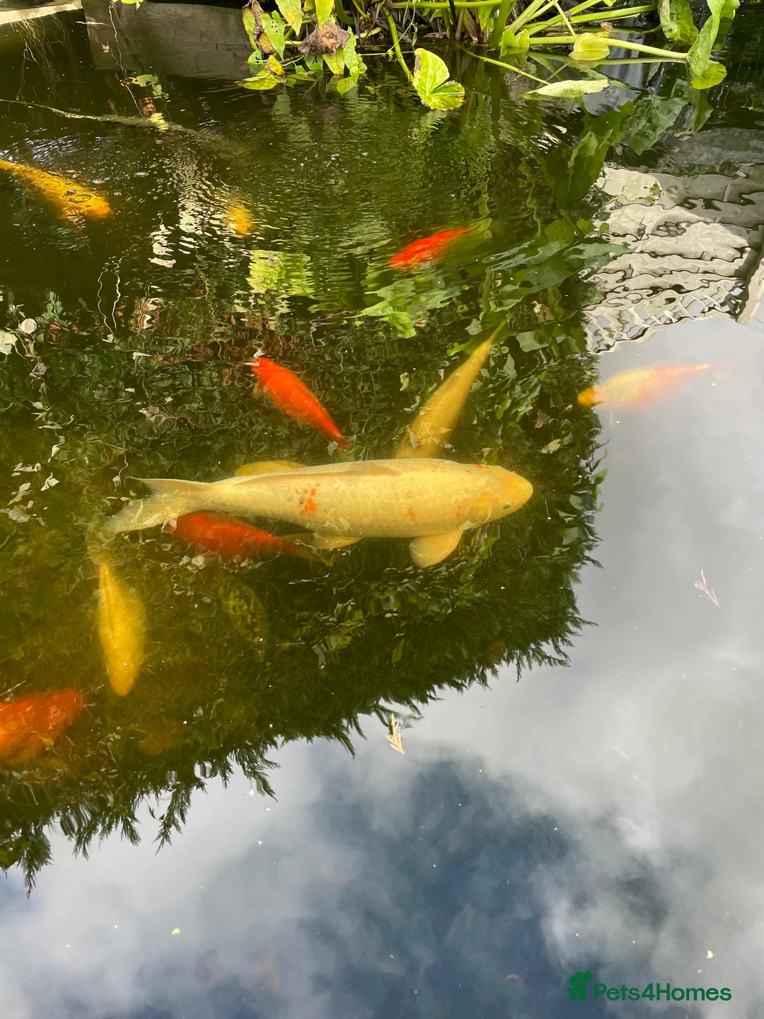 Koi Carp fish for sale: Koi Carp for Sale (rehoming due to baby and dog)  - Advert 33