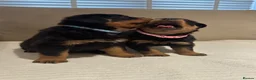 Rottweiler dogs for sale: OUTSTANDING QUALITY GERMAN ROTTWEILER PUPPIES  - Advert 12