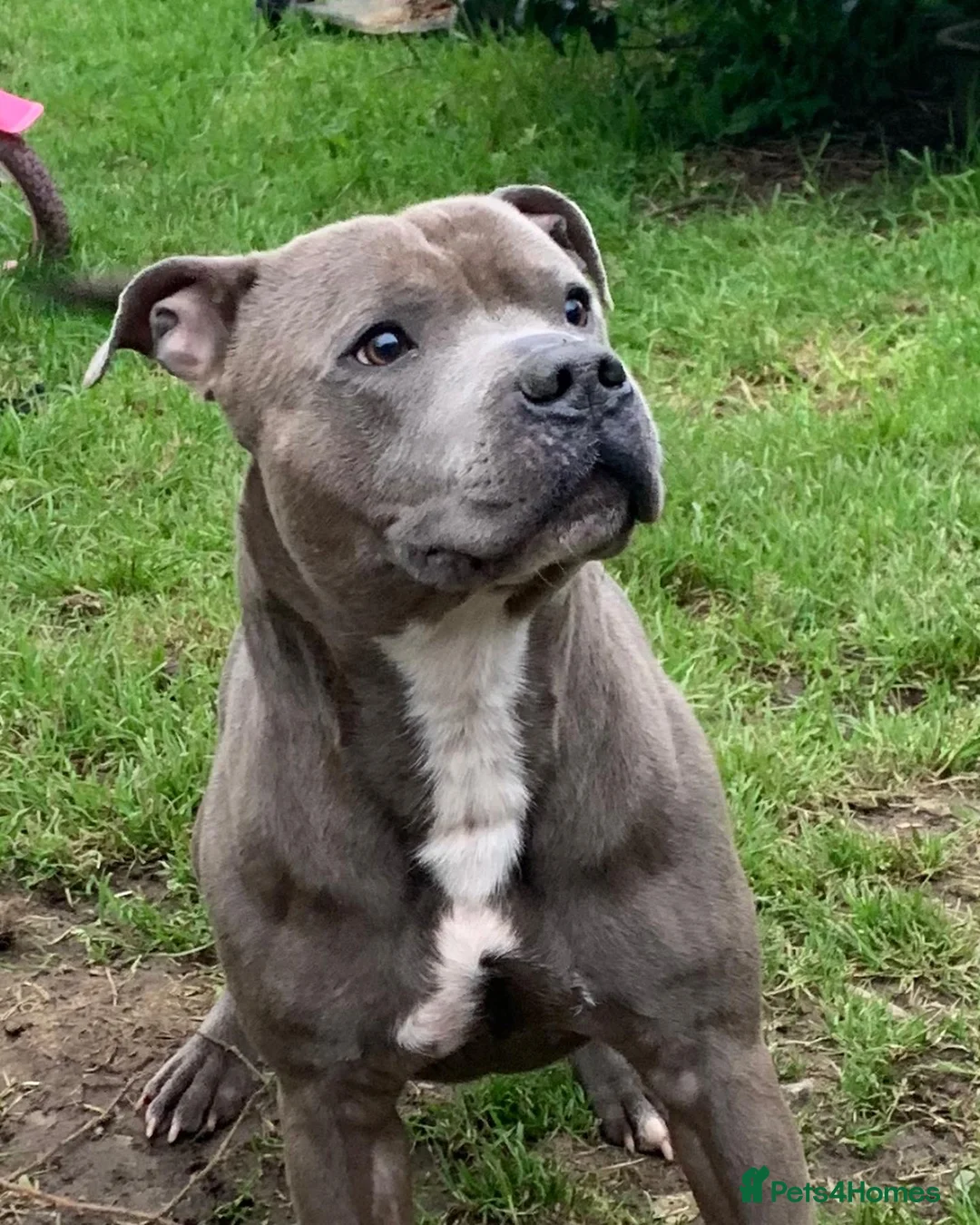 Staffordshire Bull Terrier dogs for stud: KC REGISTERED BLUE BOY FOR STUD in Par - Advert 2