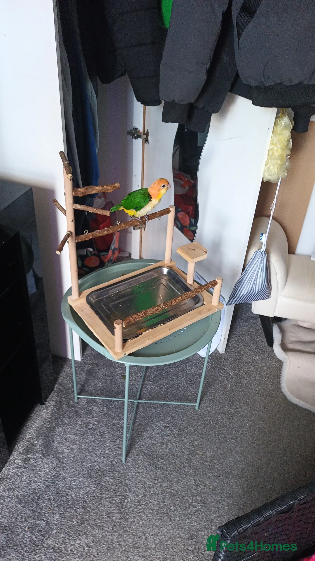 Parrots birds for sale: Super tamed caique  - Advert 9