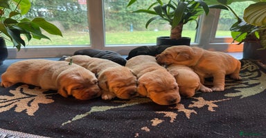 Labrador Retriever dogs - Advert 3