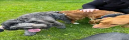Cockapoo dogs for stud: Max 3 year old Stud Cockapoo £125.00 Warrington  - Advert 4