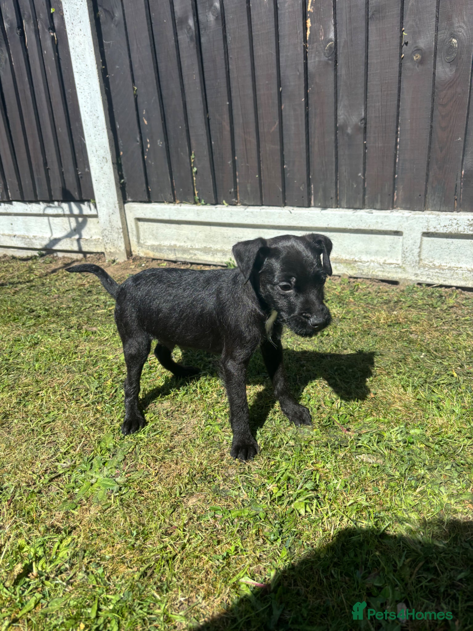 Patterdale Terrier dogs Beautiful Patterdale terriers  - Advert 2