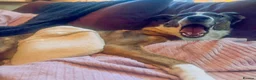 Mixed Breed dogs for adoption: Cisco - low energy cuddle bug!  in London - Advert 23