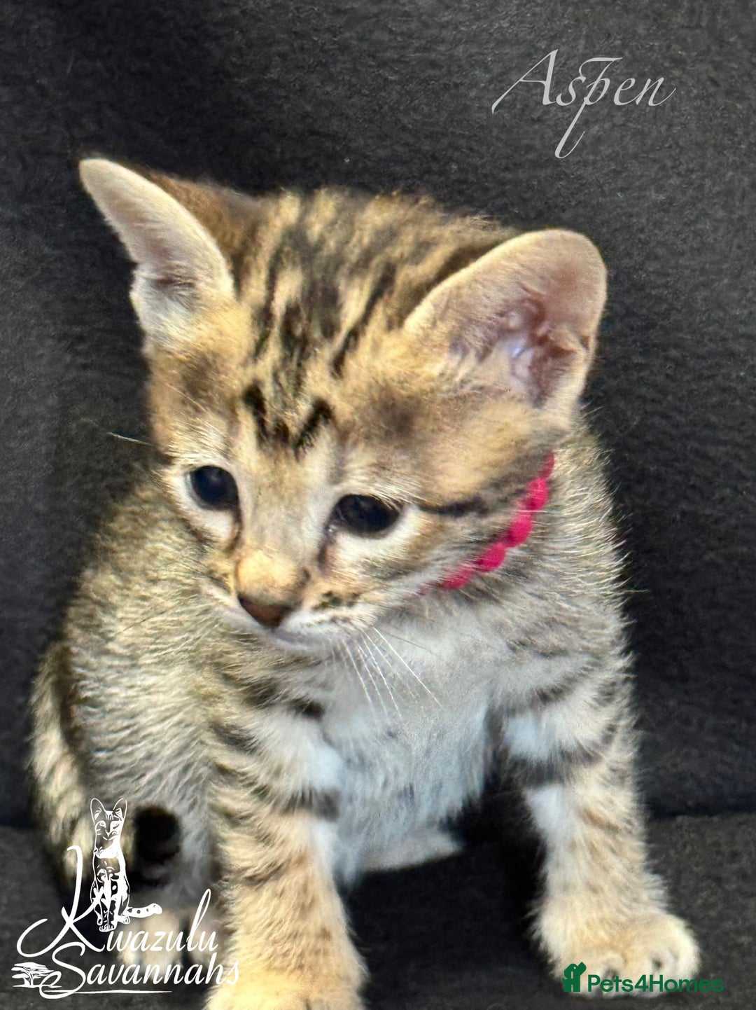 Savannah cats for sale: Exceptional Quality Tica Registr. Savannah Kittens - Image 5