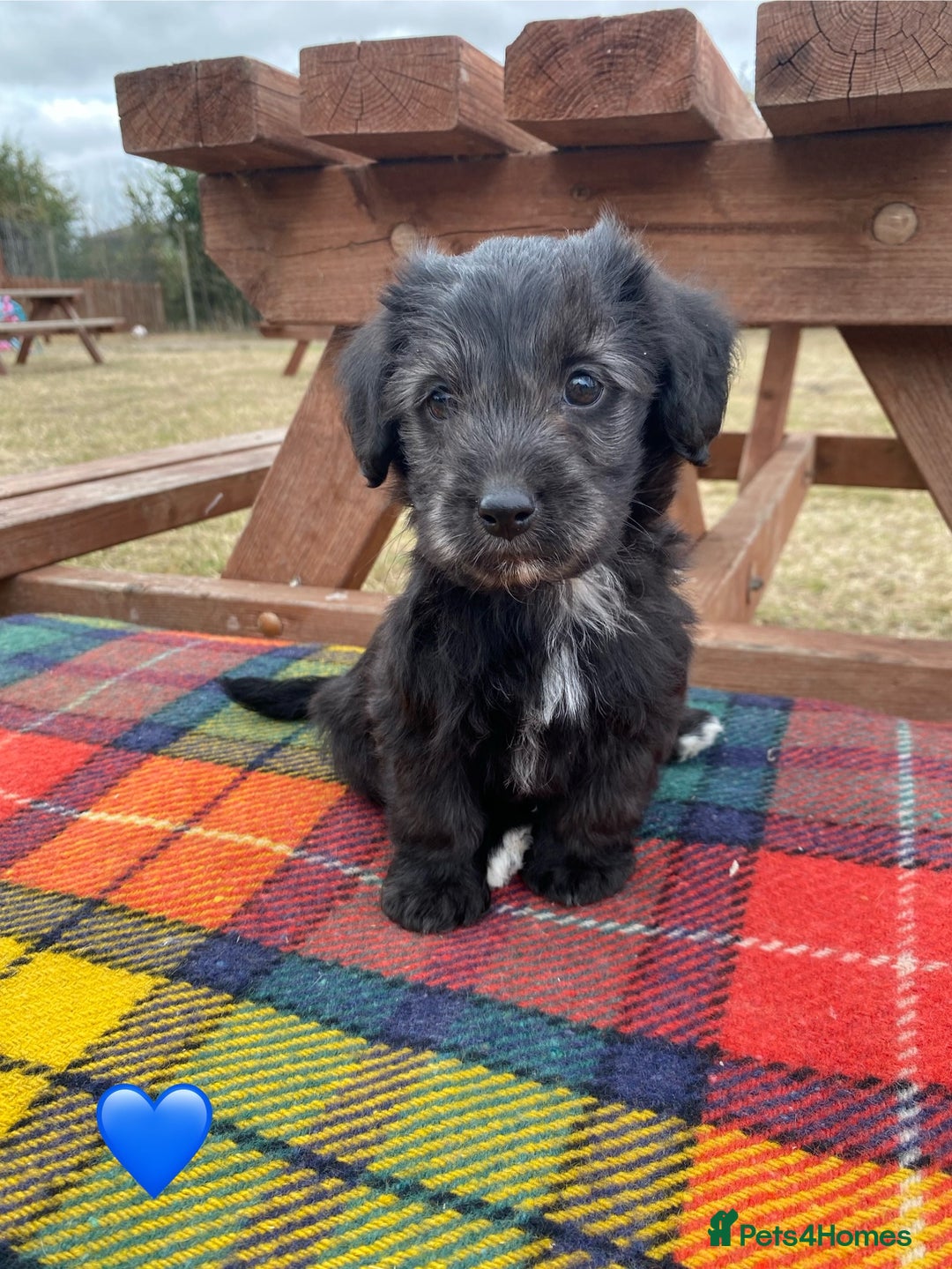Jackapoo dogs for sale: Jackapoo Puppies - Image 8