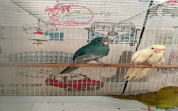 Parakeets birds for sale: Young female kakariki  - Advert 16