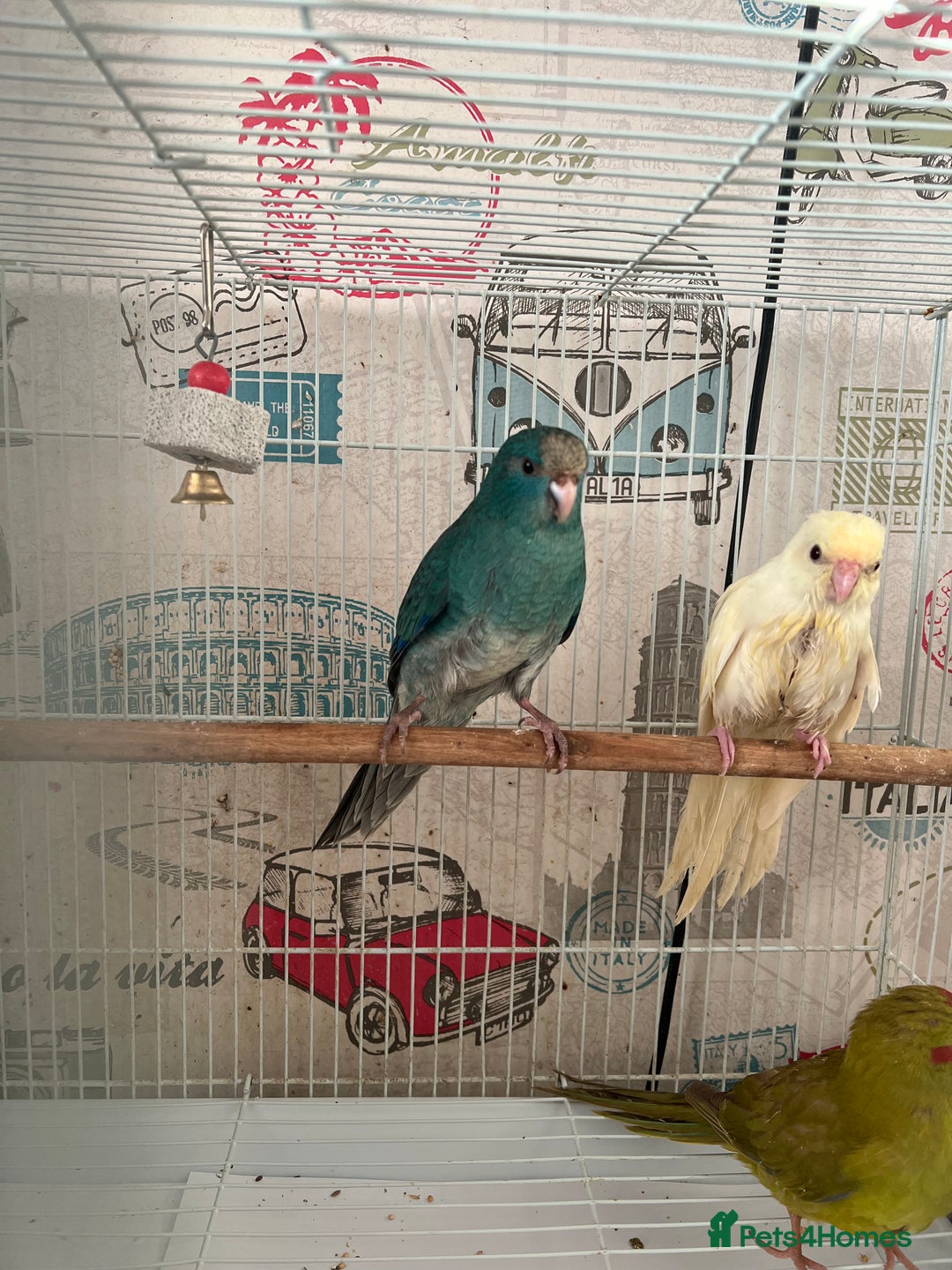 Parakeets birds for sale: Young female kakariki  - Advert 16