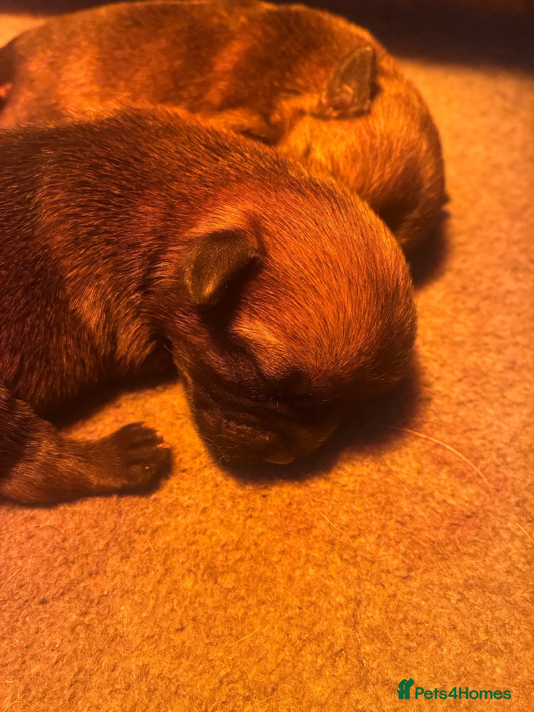 Border Terrier dogs for sale: Beautiful border terrier puppies  in Bradford - Advert 4