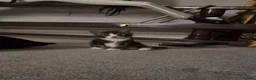 Domestic Shorthair cats for sale: 4 gorgeous female kittens - Advert 21