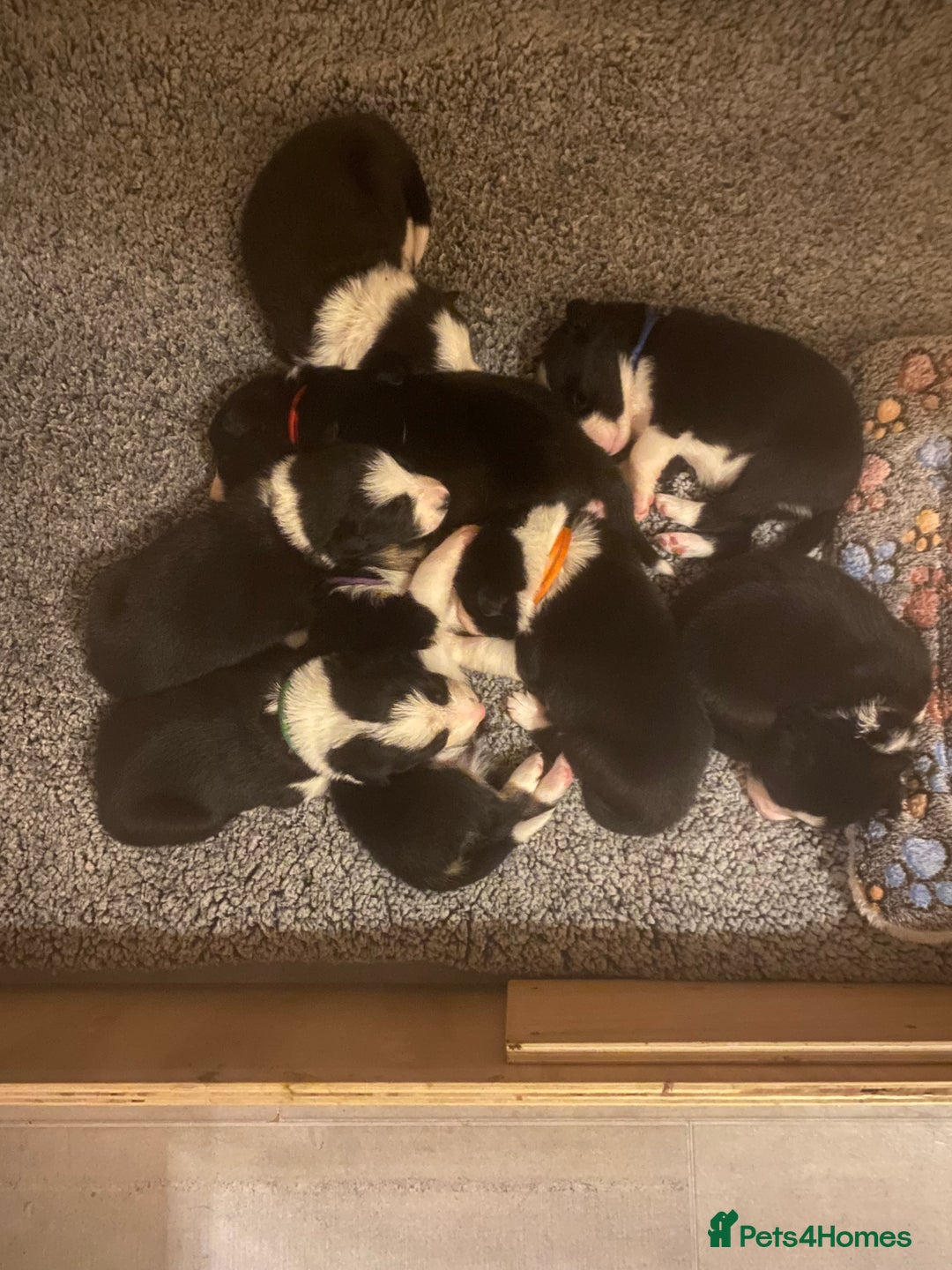 Border Collie dogs for sale: Border collie puppies  - Advert 5