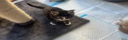 Maine Coon cats for sale: Beautiful Maine coon kittens - Advert 24