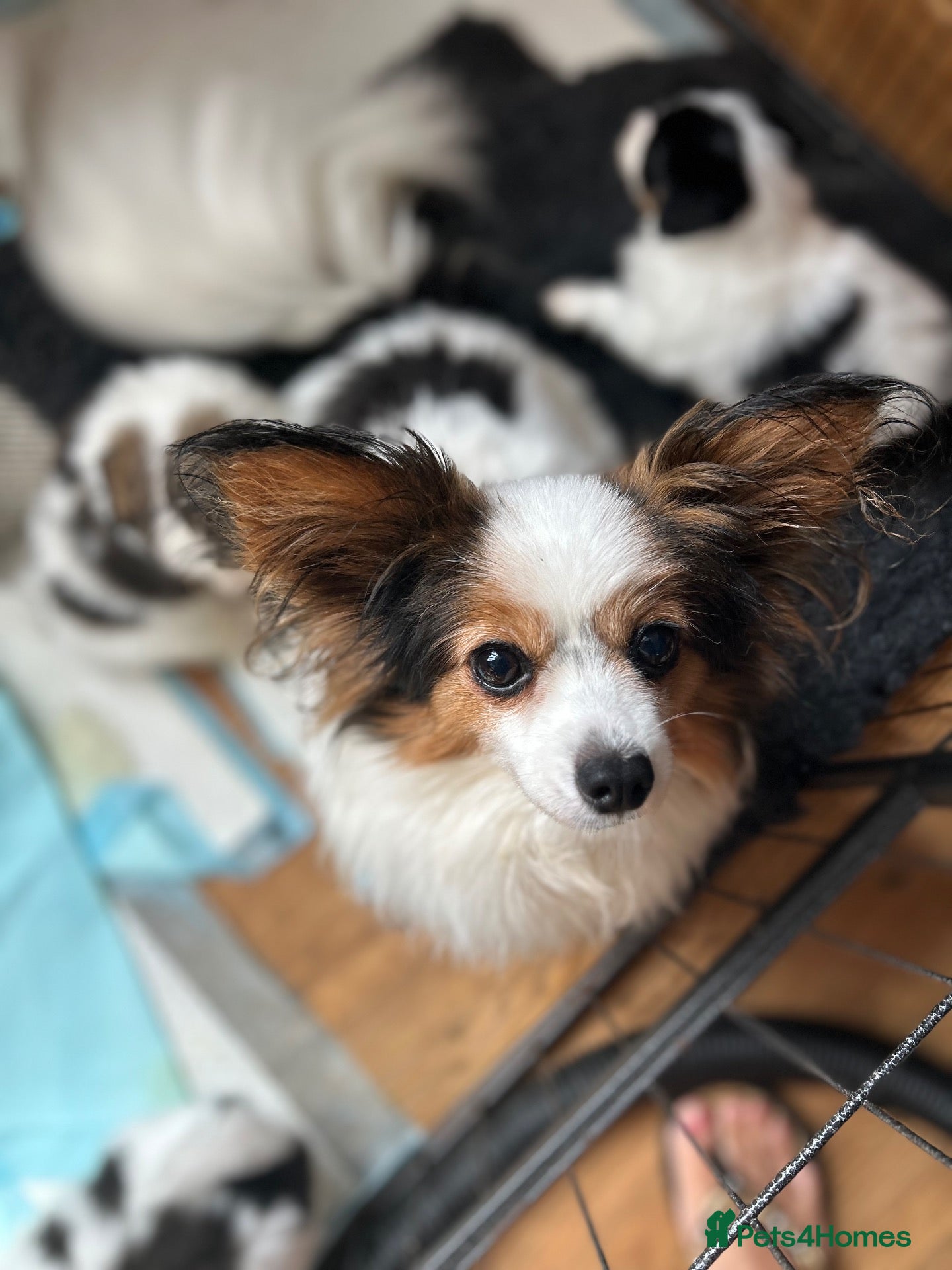 Papillon dogs Kc reg Papillon boys  - Advert 9