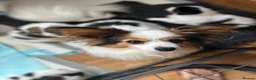 Papillon dogs for sale: Kc reg Papillon boys  - Advert 1