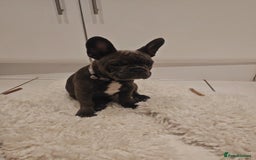French Bulldog dogs for sale: Beautiful blue frenchie  - Image 1