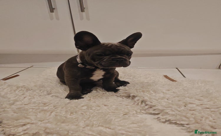 French Bulldog dogs - Advert 7