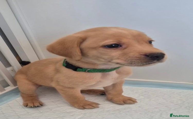 Labrador Retriever dogs - Advert 2