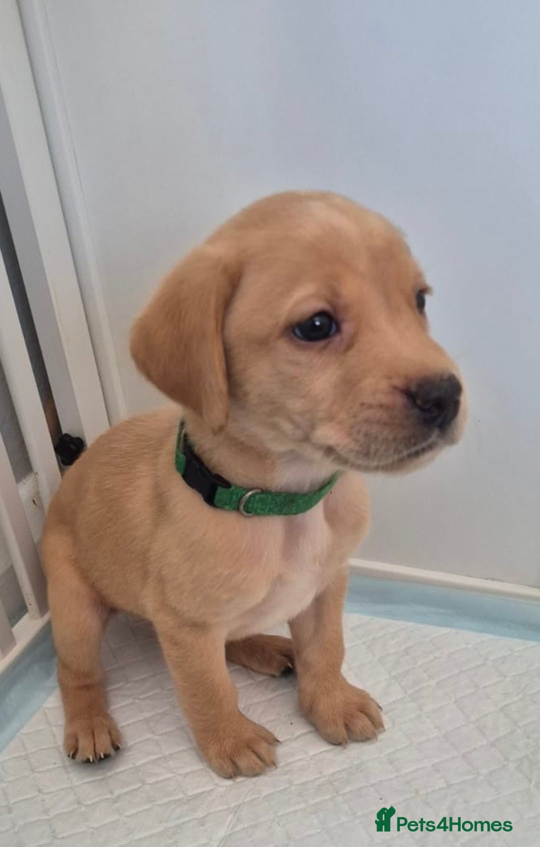 Labrador Retriever dogs for sale: Beautiful KC registered Labrador puppies - Image 2