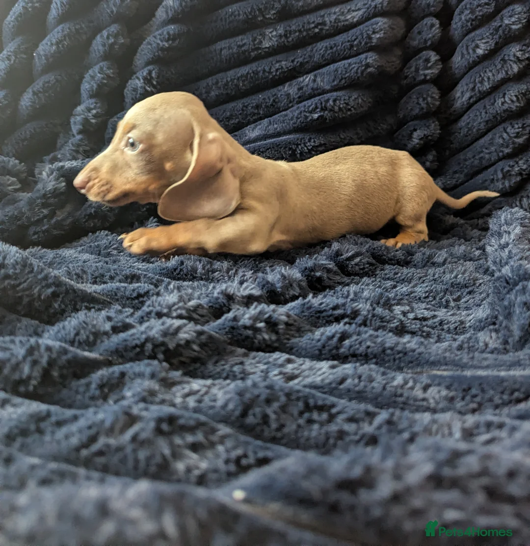 Miniature Dachshund dogs for sale: Miniature dachshund puppies  - Advert 25