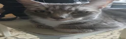 Mixed Breed cats for sale: 2 beautiful kittens for sale  - Advert 1