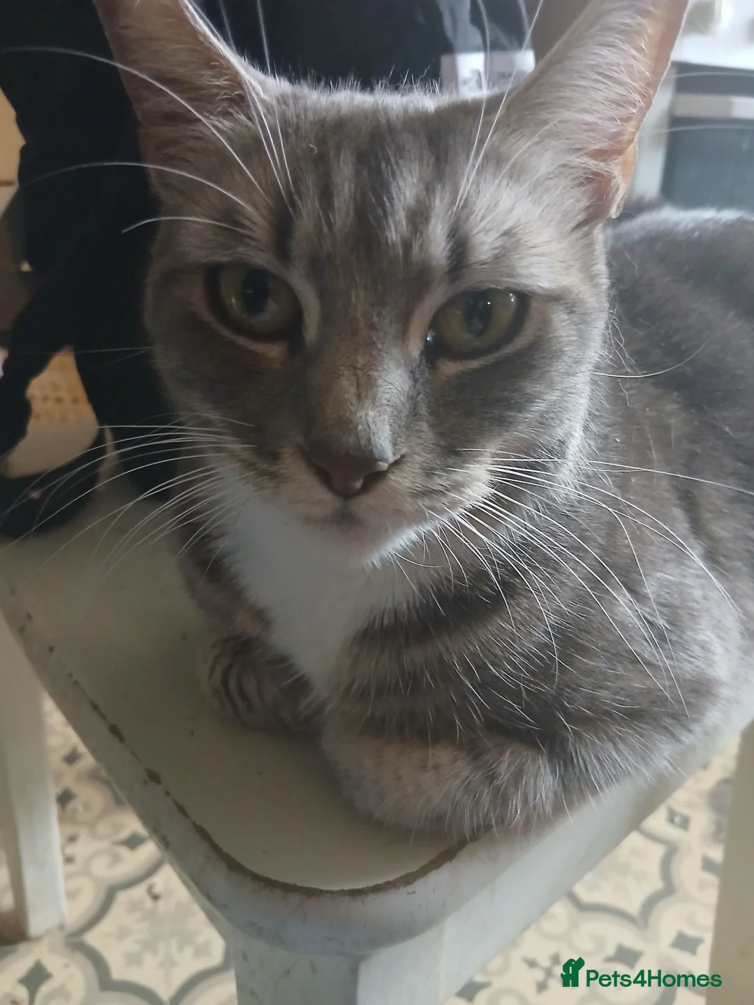 Mixed Breed cats for sale: 2 beautiful kittens for sale  - Advert 1