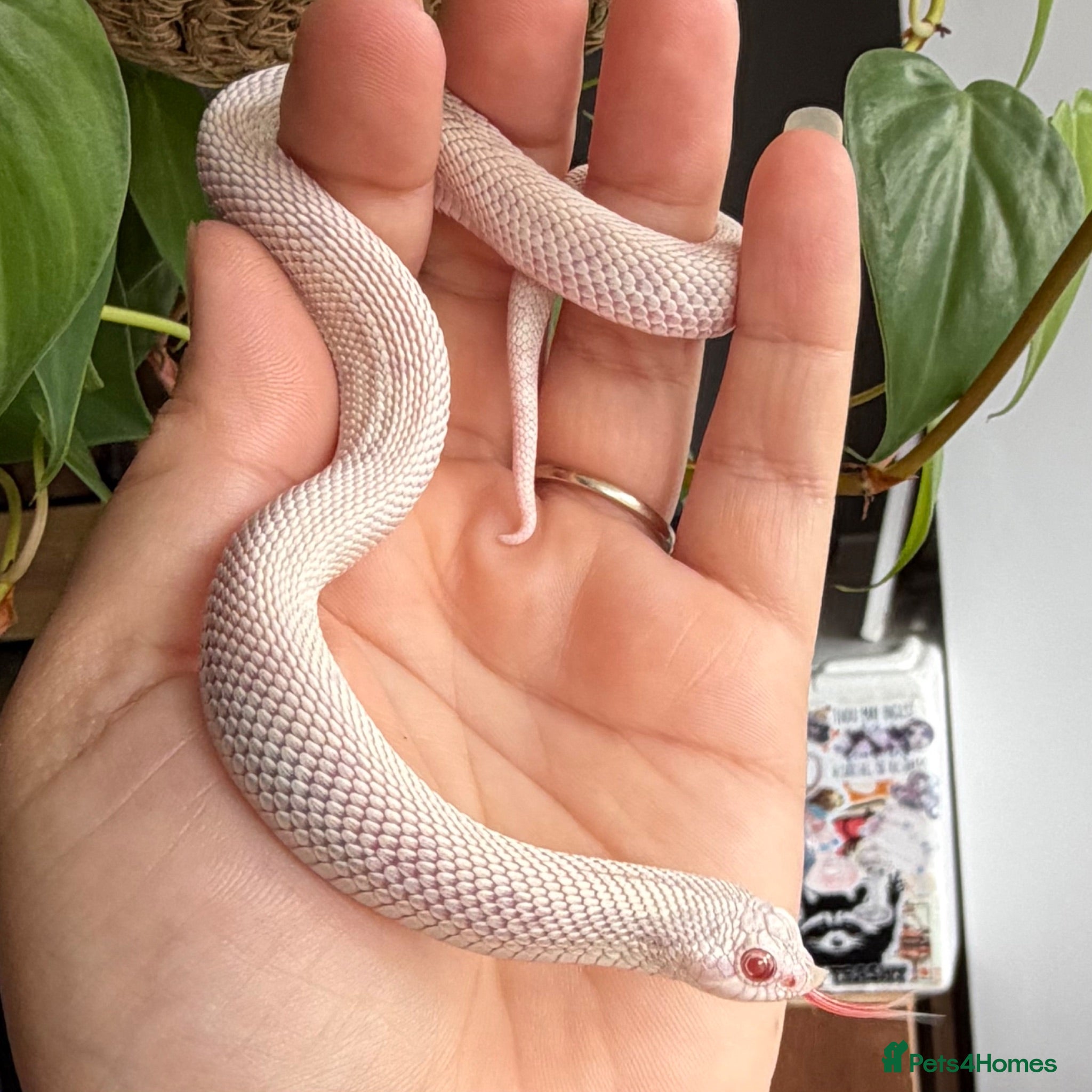 Snake reptiles Various Western Hognose Hatchlings - Advert 2