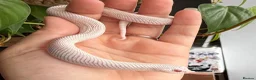 Snake reptiles for sale: Various Western Hognose Hatchlings - Advert 2