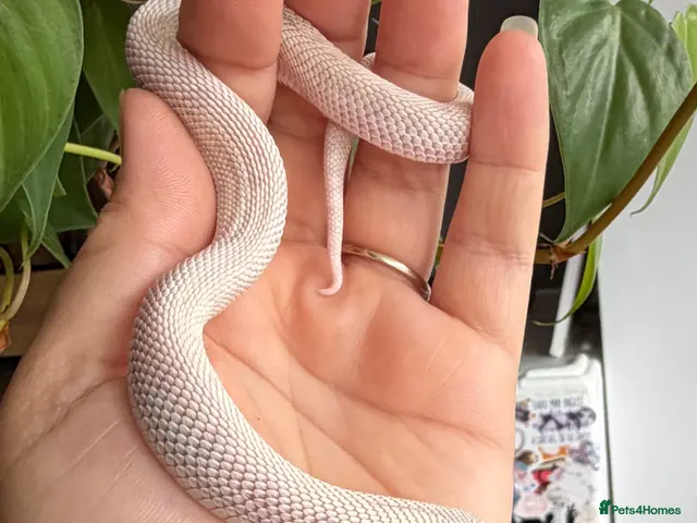 Snake reptiles for sale: Various Western Hognose Hatchlings 2025/2026 - Advert 2