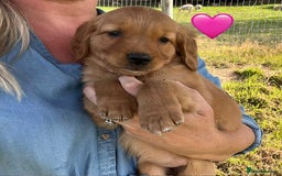 Golden Retriever dogs for sale: Beautiful KC Golden Retriever Puppies - Image 12