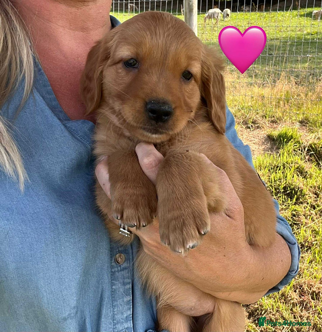 Golden Retriever dogs for sale: Beautiful KC Golden Retriever Puppies - Image 12