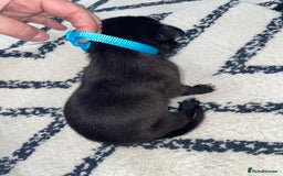 Whippet dogs for sale: Collie X whippet X whippet  - Image 12