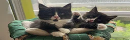 Mixed Breed cats for sale: Mixed Maine Coon Kittens in Richmond - Advert 14