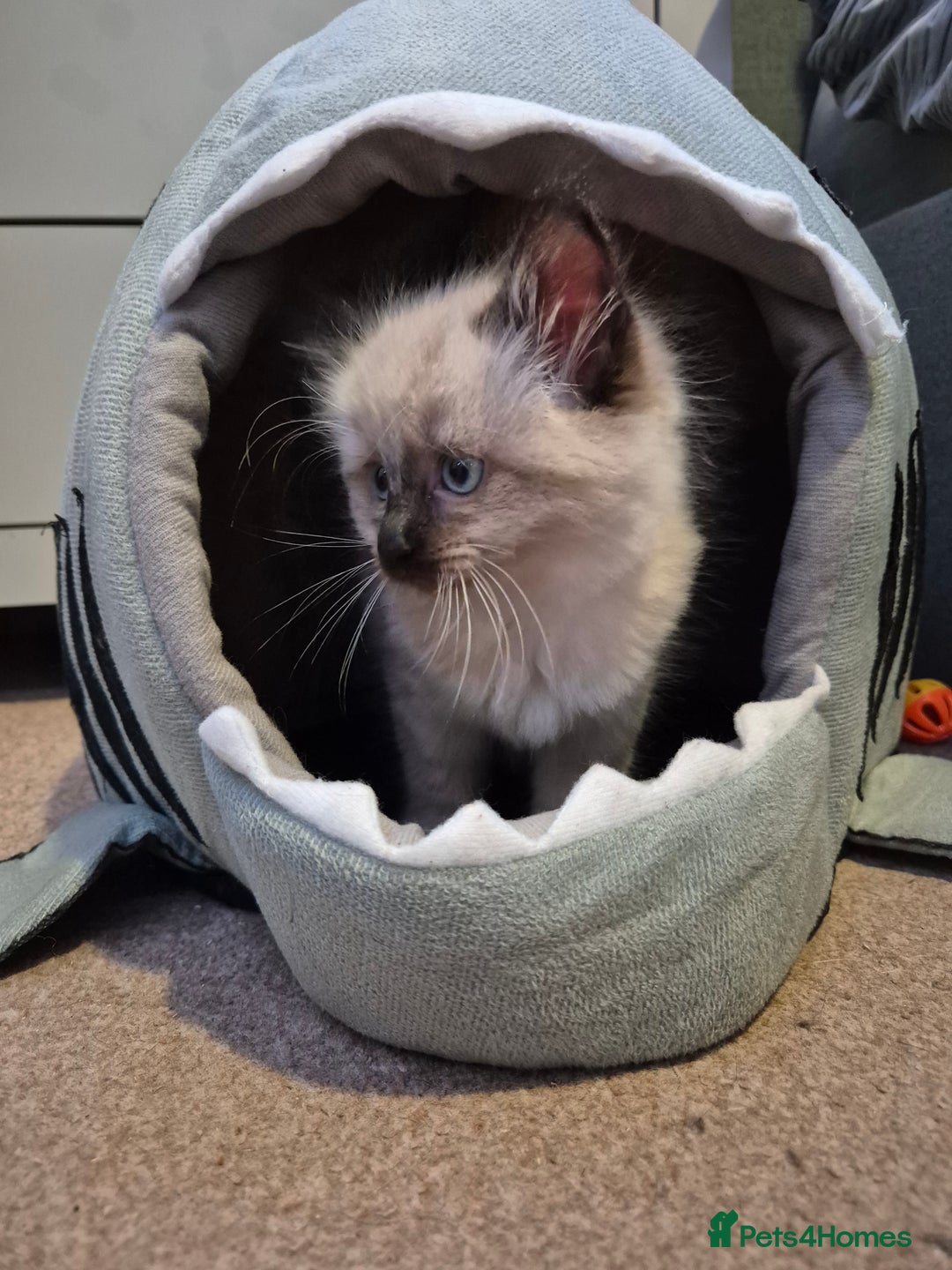 Ragdoll cats for sale: Gorgeous part ragdolls looking for loving homes! - Image 20
