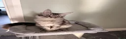 Maine Coon cats for sale: beautiful Venus Pure Maincoon  - Advert 6