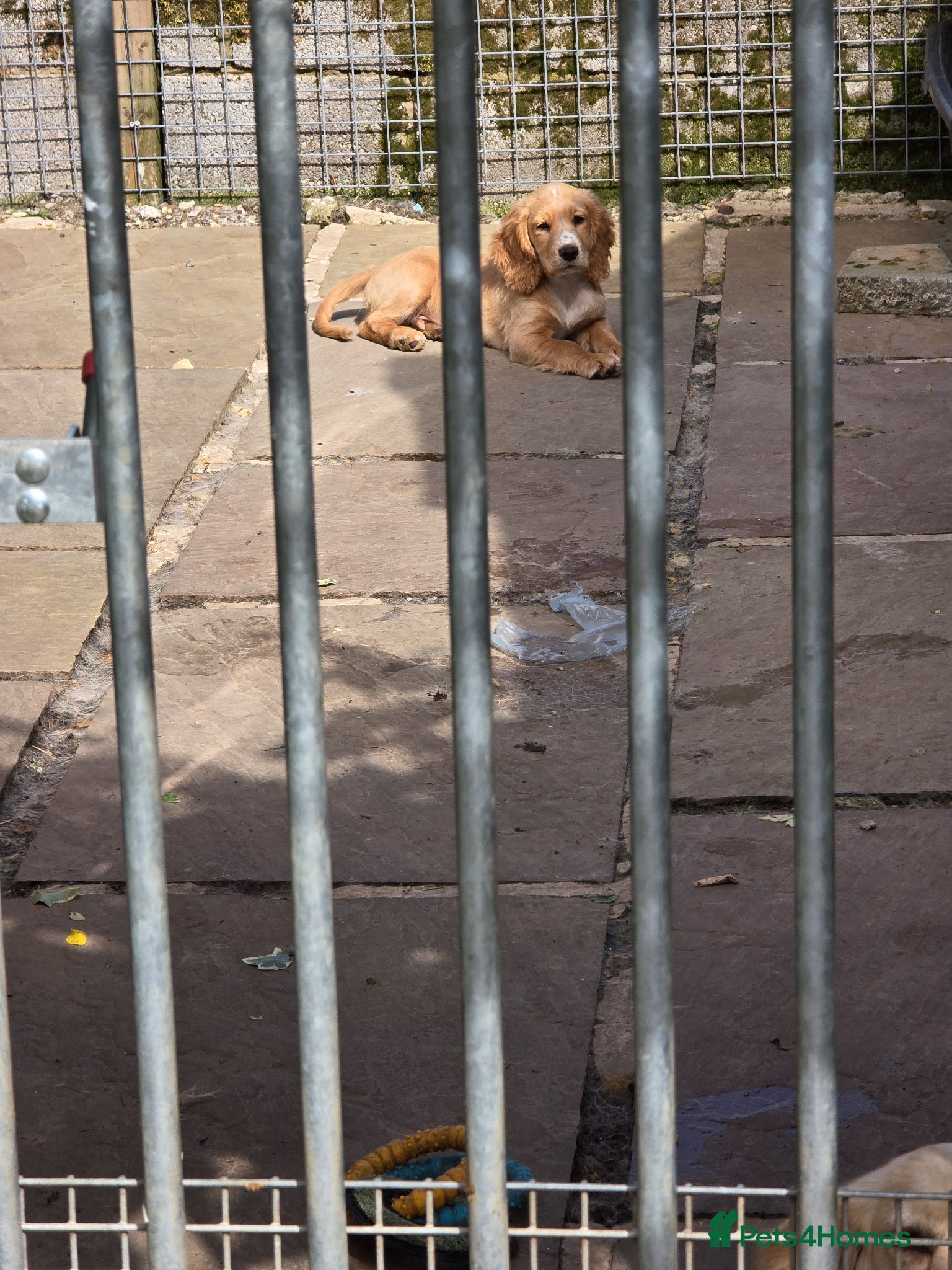 Cocker Spaniel dogs for sale: An intelligent,healthy male working type - Advert 1