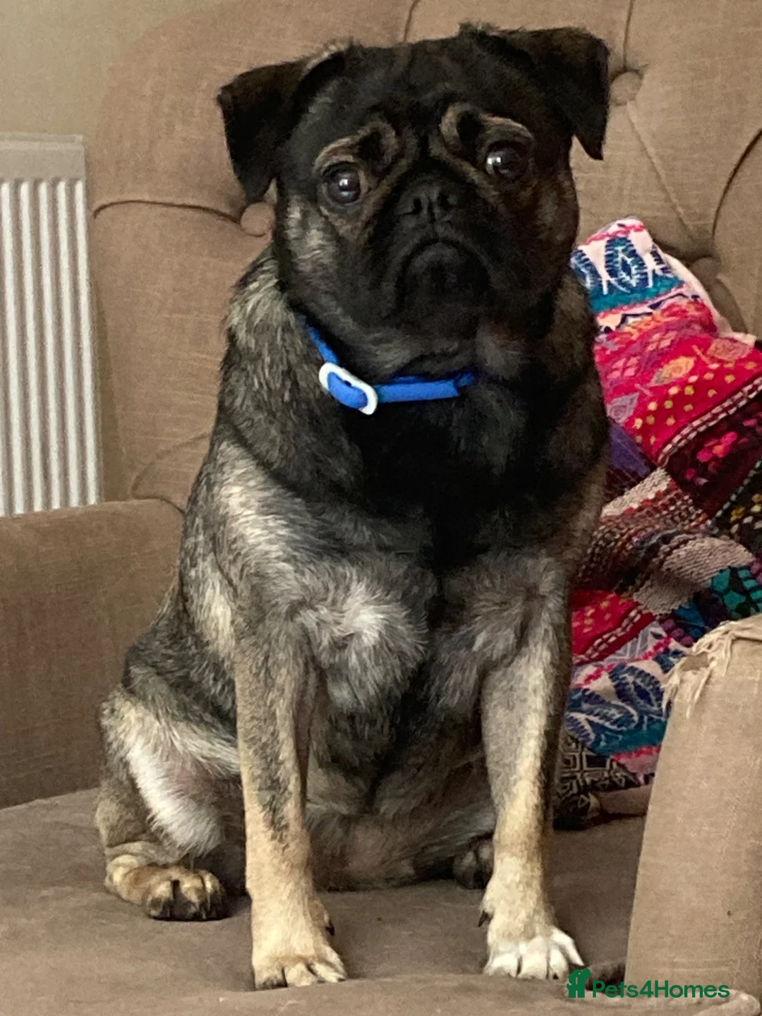 Pug dogs for sale: 1 year old pug pup in Bishop's Stortford - Advert 3