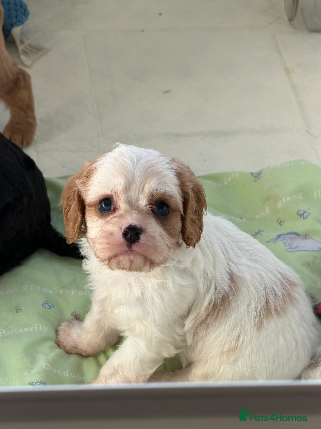 Cavapoo dogs for sale: Stunning cavapoo puppies ready 9th January  - Advert 5