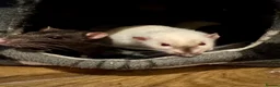 Rat rodents for sale: 4rats & full cage set up  - Advert 1