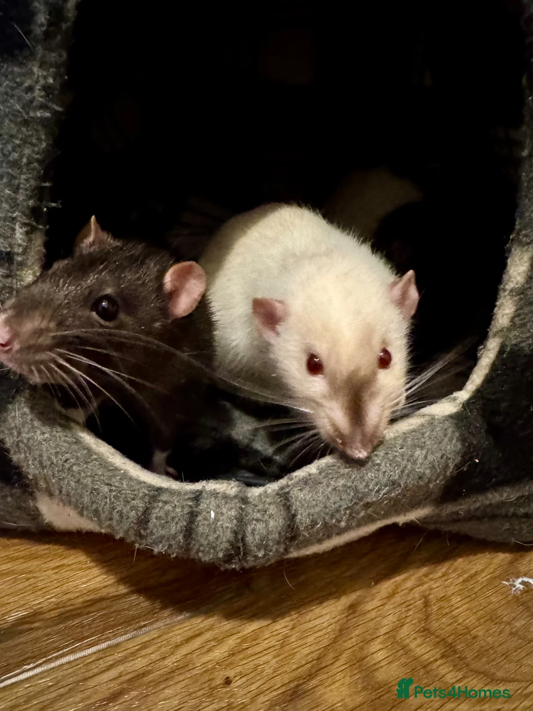 Rat rodents for sale: 4rats & full cage set up  - Advert 1