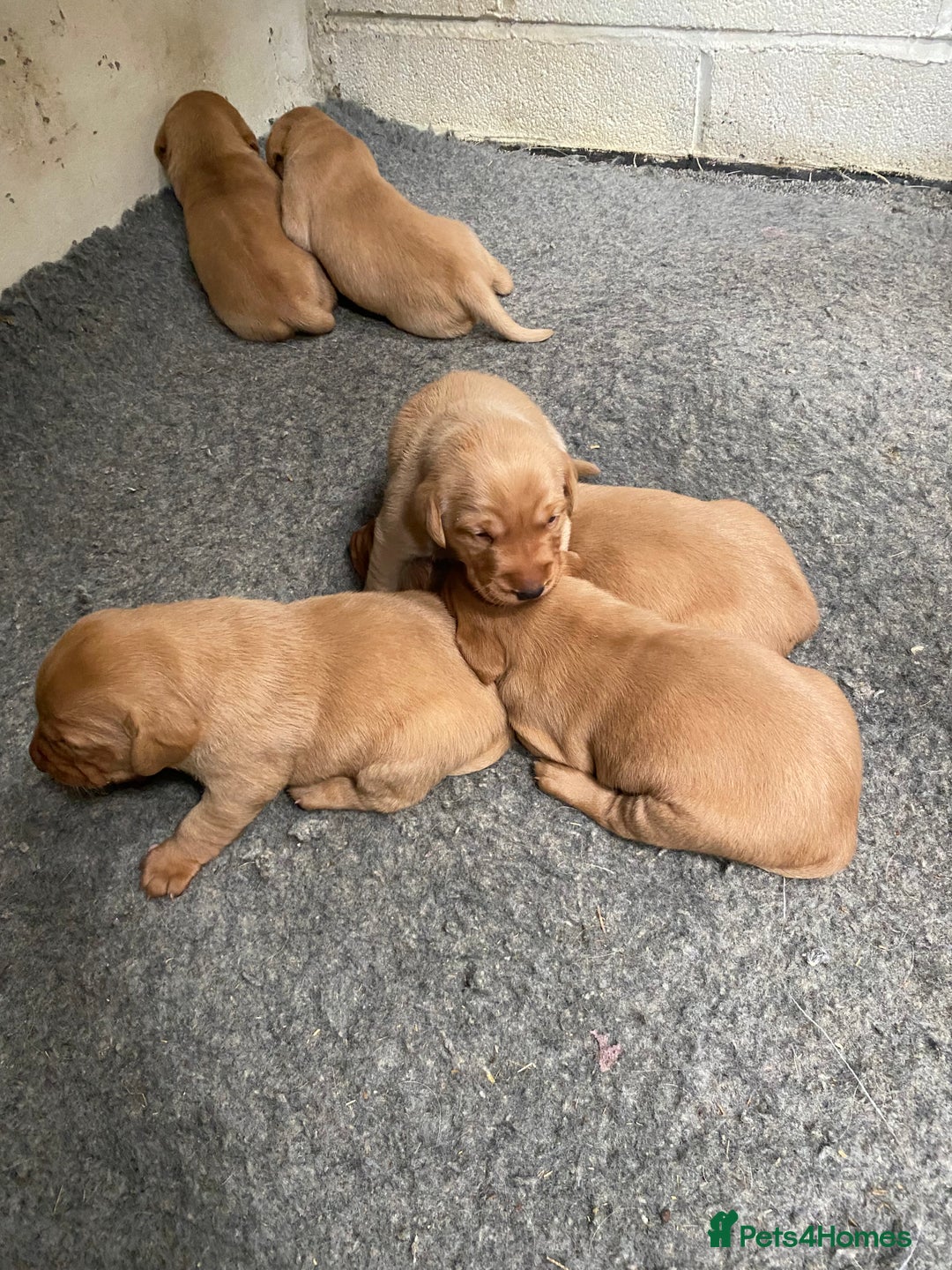Labrador Retriever dogs for sale: Fox Red Labrador Puppies  - Image 2