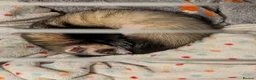 Ferret rodents for sale: 3 female bonded ferrets and setup - Advert 7