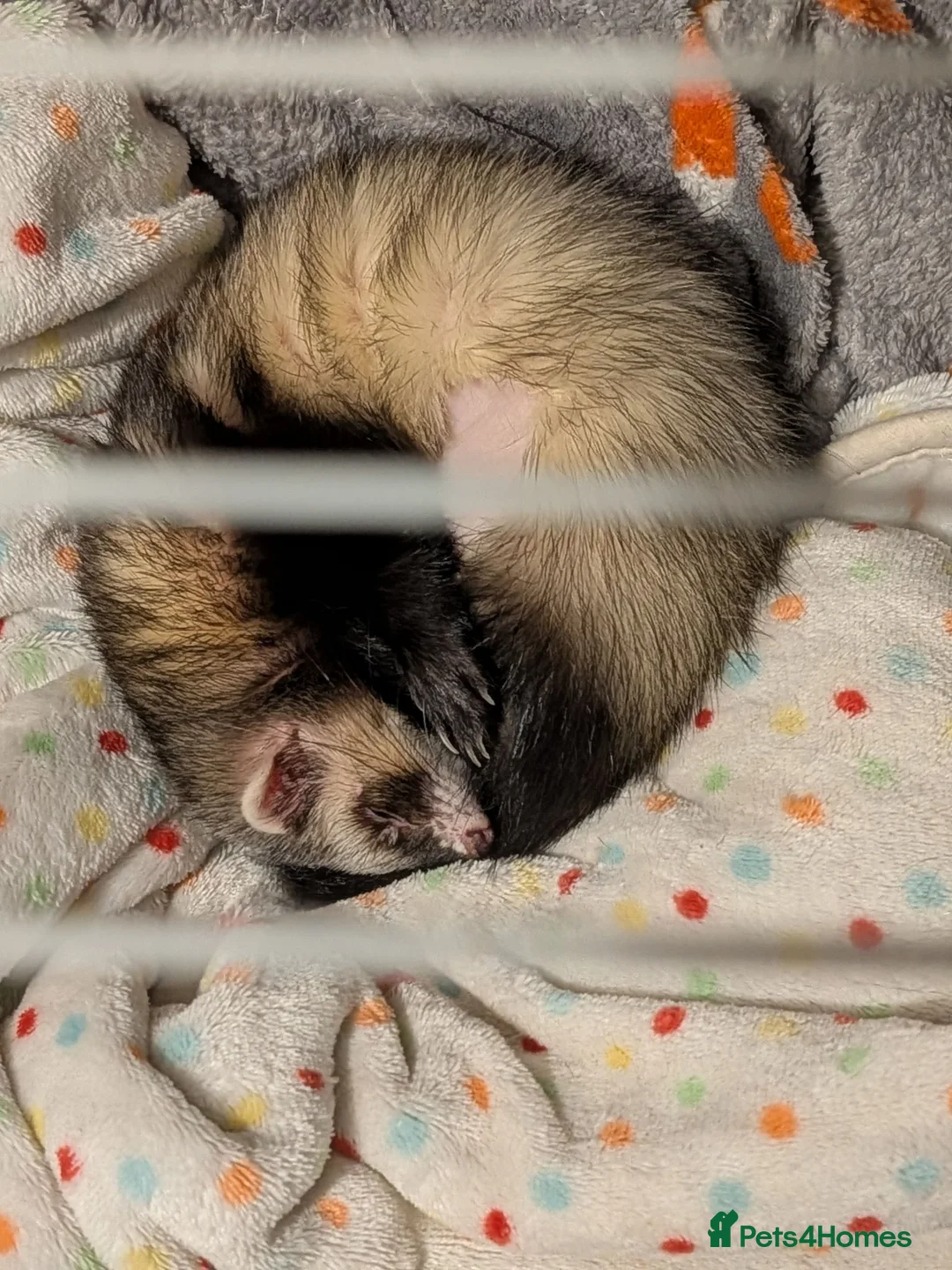 Ferret rodents for sale: 3 female bonded ferrets and setup - Advert 7
