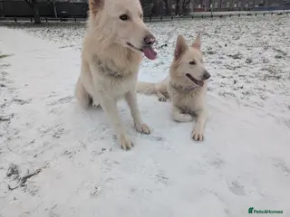 White Swiss Shepherd dogs WHITE shepherds. - Advert 2
