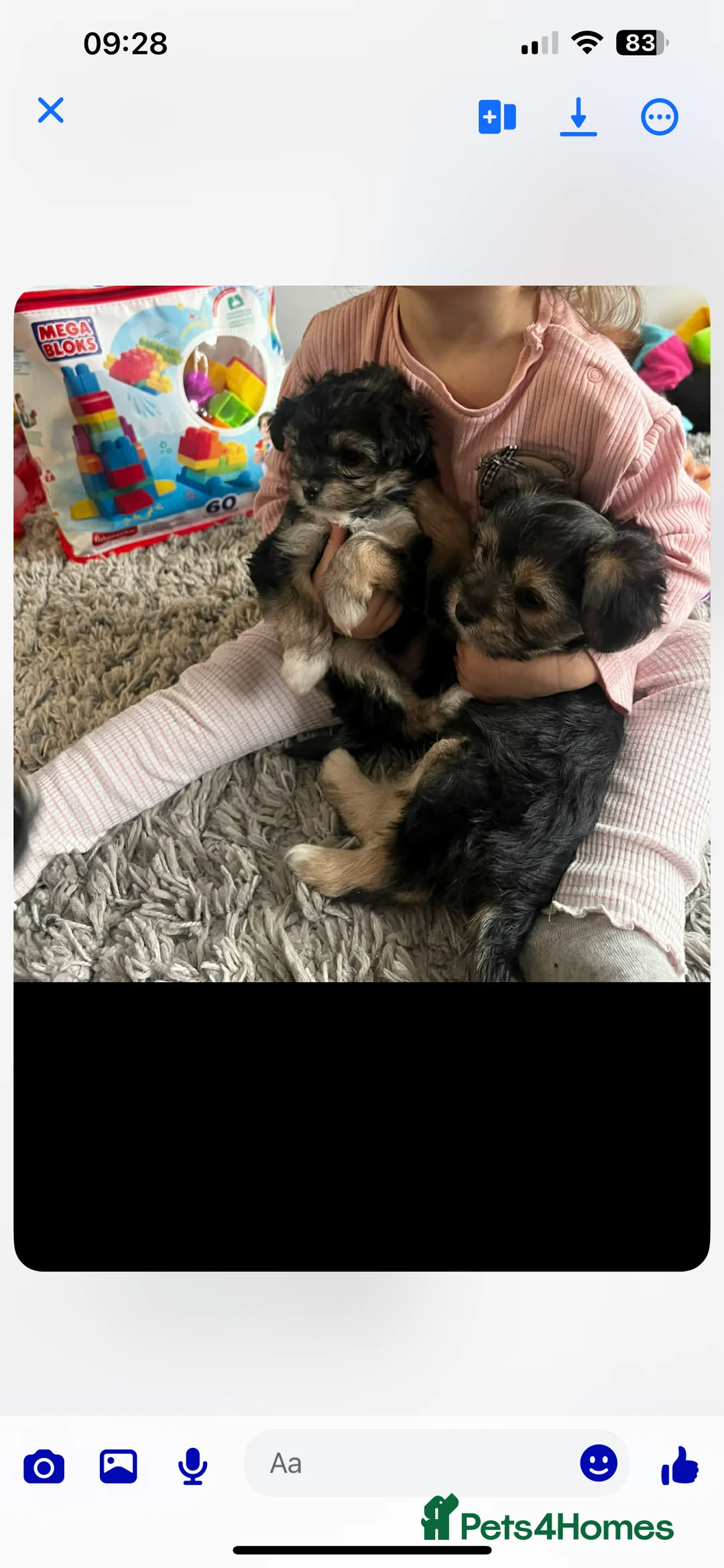 Yorkshire Terrier dogs for sale: Small yorkshire terrier puppy - Advert 5